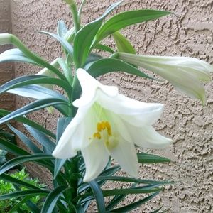 Meet your Posher, Yamini